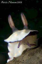 Nudi ... Canon 400D/Hugyfot by Patrick Neumann 